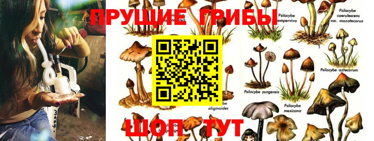 Псилоцибиновые грибы Psilocybe Тосно